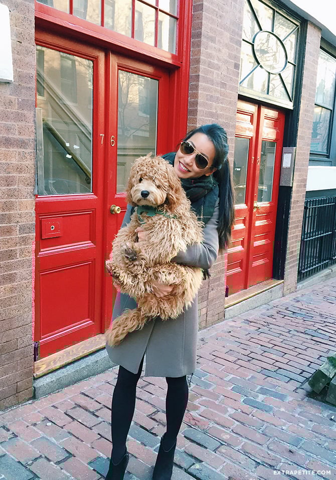 australian labradoodle puppy beacon hill boston 670