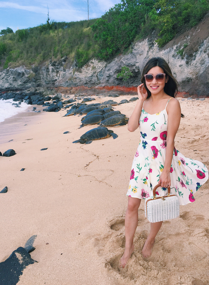 hookipa beach sea turtles maui hawaii