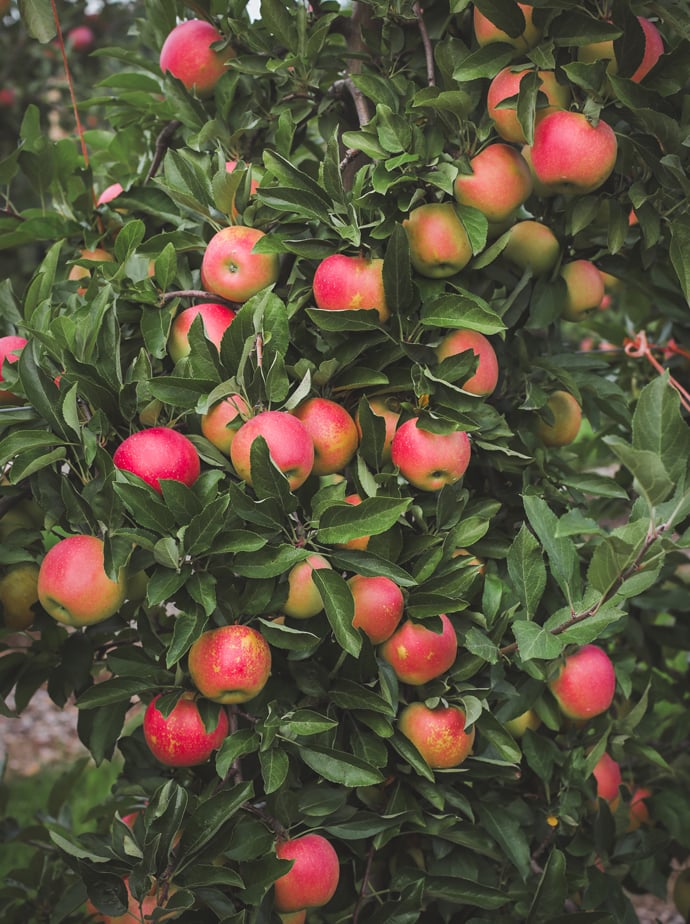 parlee farms boston apple orchard