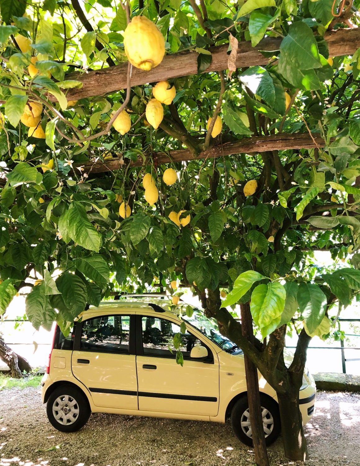 amalfi coast vacation activities lemon grove