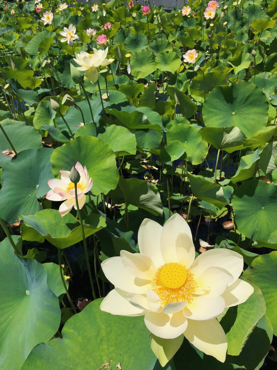 los angeles parks echo lake lotus flowers