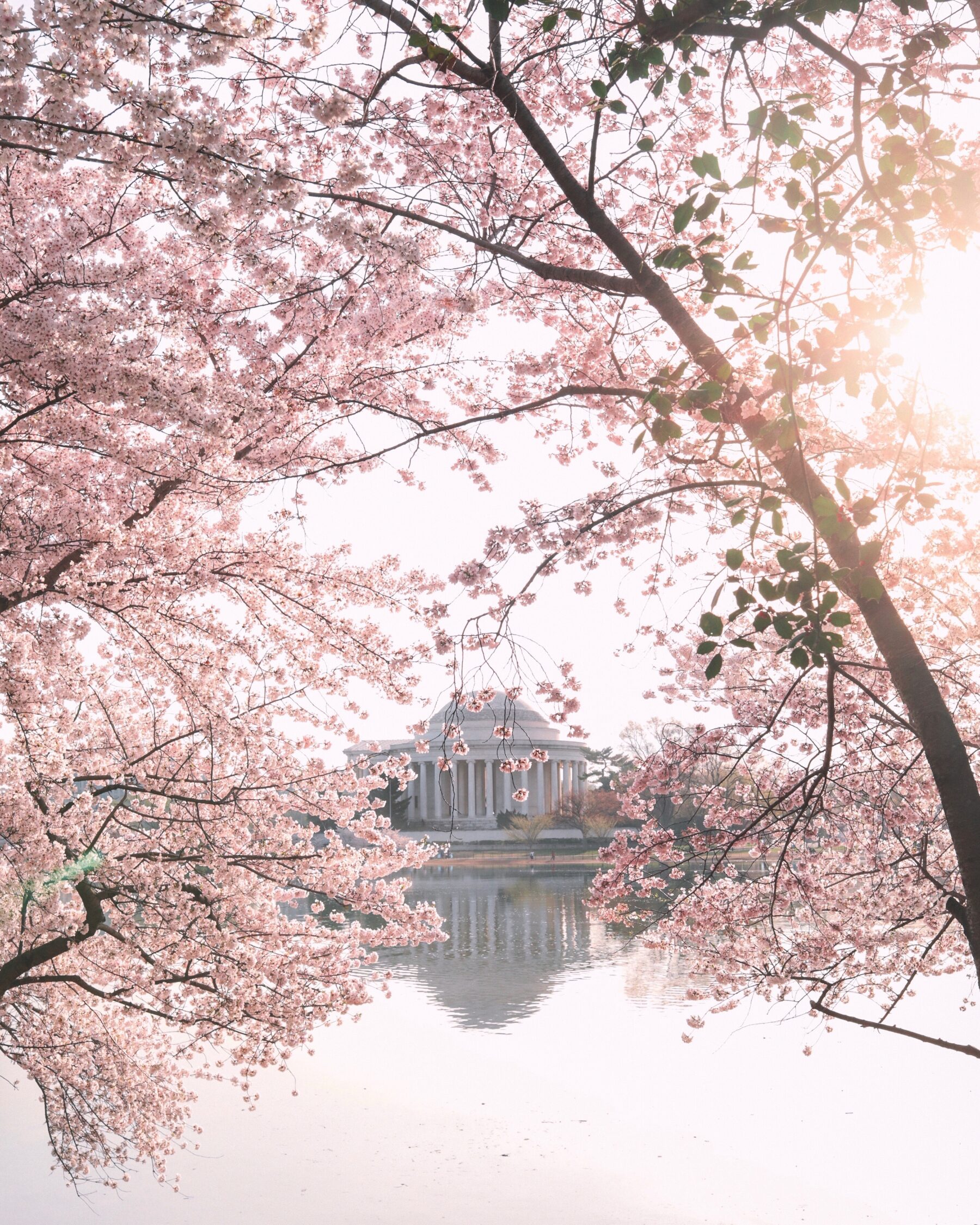 jefferson memorial washington dc cherry blossoms