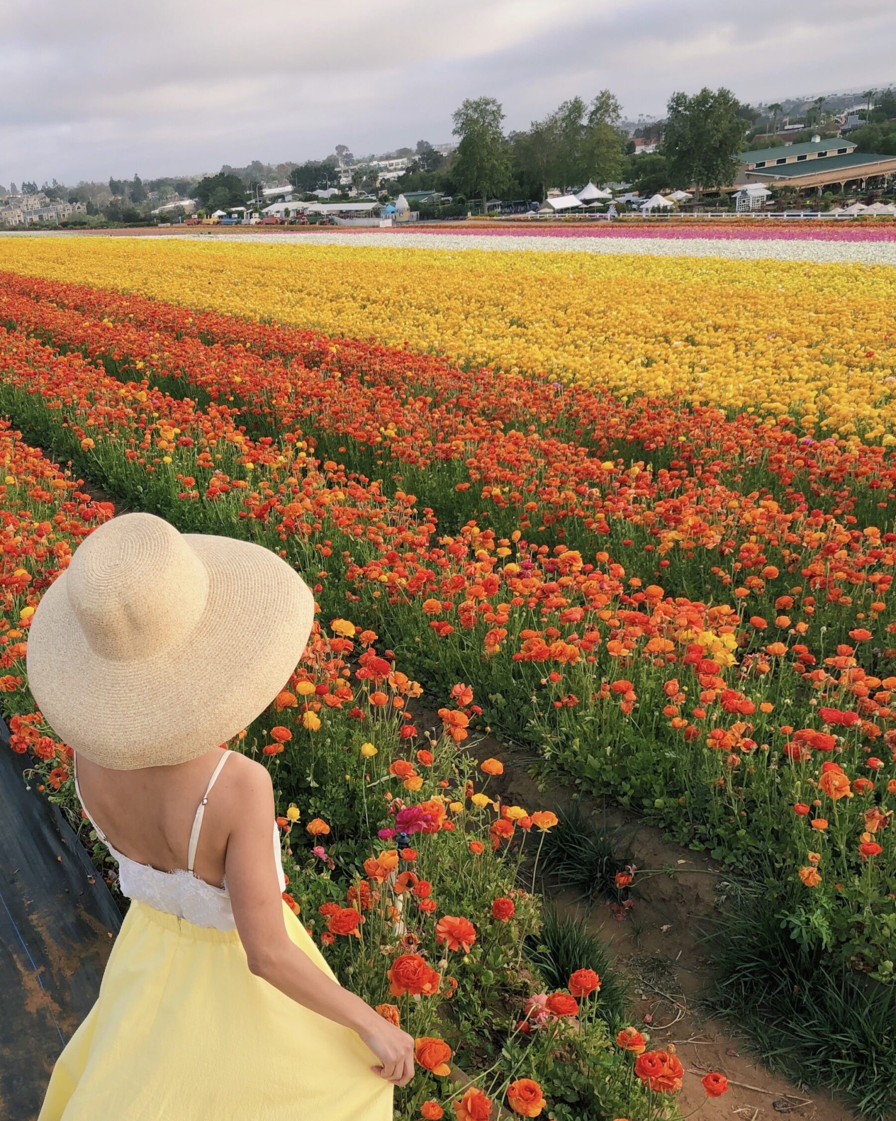 yellow midi skirt uniqlo petite fashion blog